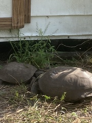 Gopherus polyphemus