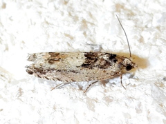 Pseudexentera knudsoni