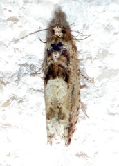 Pseudexentera knudsoni