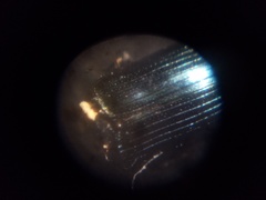Aulacobaris