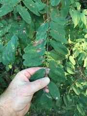 Amorpha ouachitensis