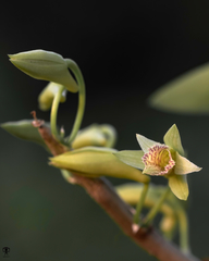 Dendrobium macrostachyum