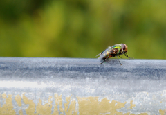 Chrysorutilia