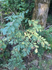 Amorpha ouachitensis