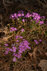 Phlox nivalis