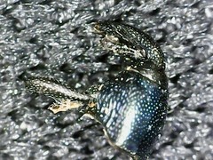 Aulacobaris