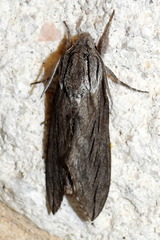 Sphinx libocedrus