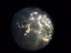 Aulacobaris