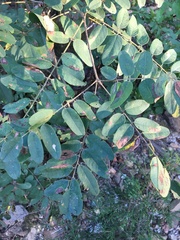 Amorpha ouachitensis