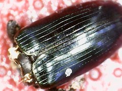 Aulacobaris