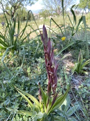 Bilamellaria