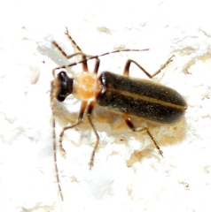 Podabrus quadratus