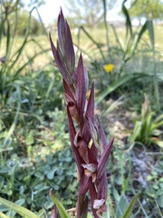 Bilamellaria
