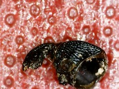 Aulacobaris