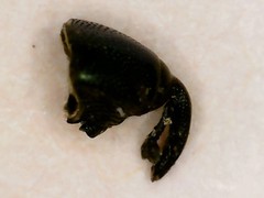 Aulacobaris