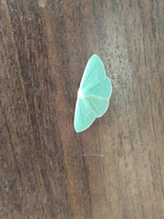 Xenochlorodes olympiaria