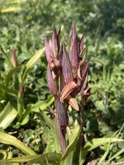 Bilamellaria