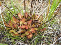 Drosera linearis × rotundifolia
