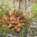 Drosera linearis × rotundifolia - Photo (c) Rob Routledge, algunos derechos reservados (CC BY-NC), subido por Rob Routledge