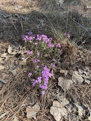 Phlox nivalis