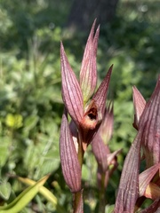 Bilamellaria