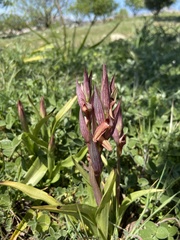 Bilamellaria