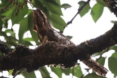 Batrachostomus hodgsoni