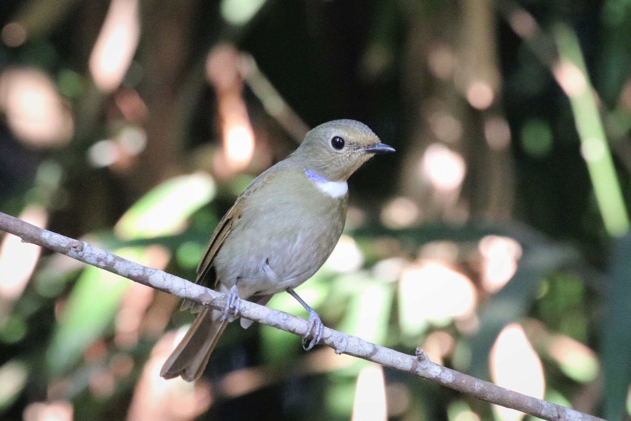 Rufous-bellied Niltava (Niltava sundara)