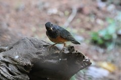 Turdus dissimilis