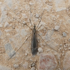 Tipula scripta
