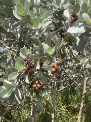 Conocarpus erectus f. sericeus image