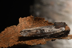 Xylena thoracica