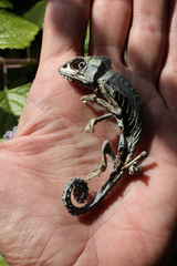 Bradypodion pumilum