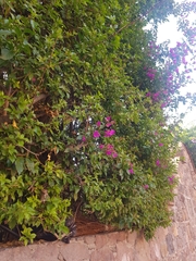 Bougainvillea