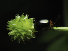 Ranunculus silerifolius