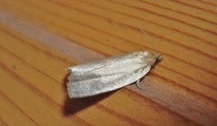 Zelotherses paleana