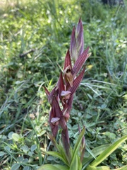 Bilamellaria
