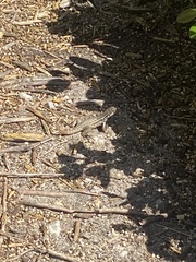 Leiocephalus carinatus