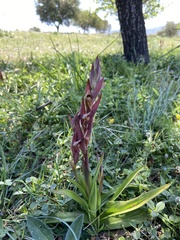 Bilamellaria