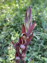 Bilamellaria