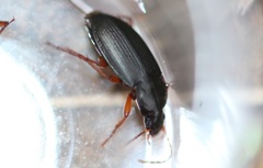 Calathus erratus