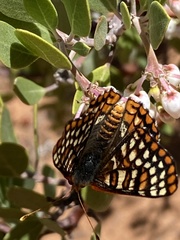 Euphydryas chalcedona klotsi