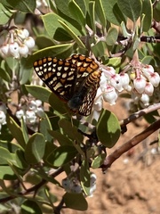 Euphydryas chalcedona klotsi