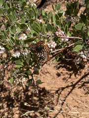 Euphydryas chalcedona klotsi