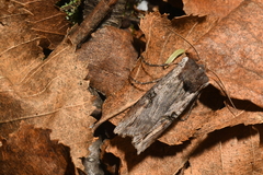 Xylena thoracica