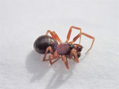 Microneta viaria