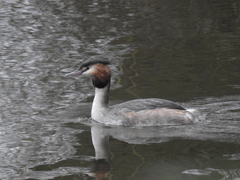 Podiceps cristatus