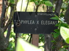 Staphylea elegans