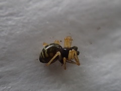 Bathyphantes gracilis