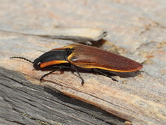 Semiotus luteipennis